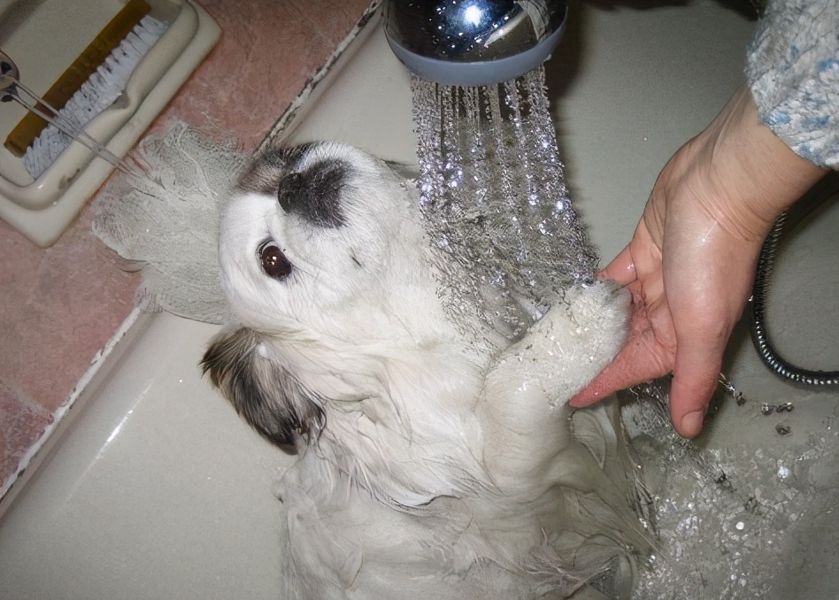 狗狗为什么抗拒洗澡,狗狗抗拒洗澡怎么办