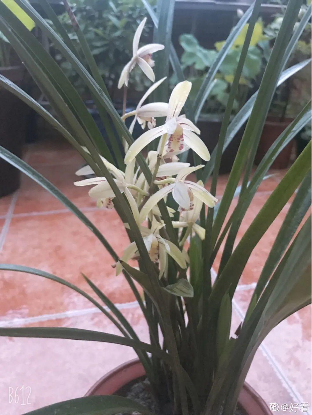 耐养的香水花,种室内香水花