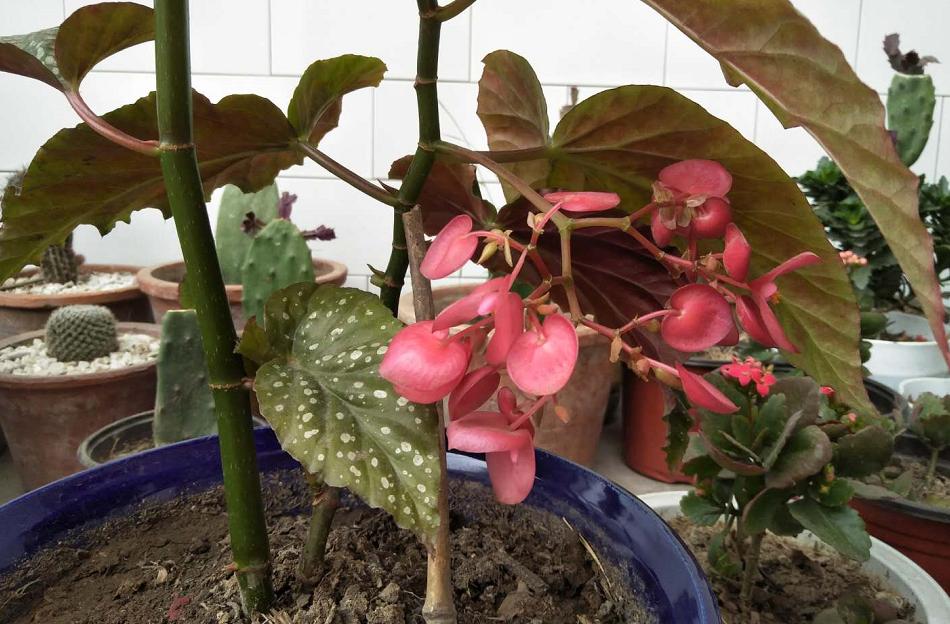 竹节海棠叶片发蔫儿是怎么回事,竹节海棠发蔫儿了怎么办