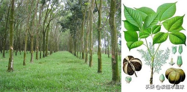 玻利维亚为什么屡战屡败,玻利维亚损失了多少领土