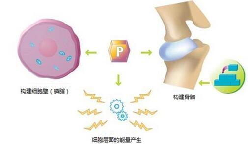 猫肾衰和磷元素摄入的关系是什么？又该如何限制磷元素？教你3点