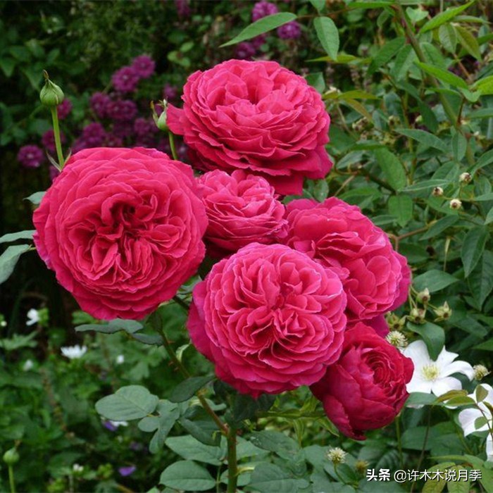 前一段时间买的月季不开花怎么办,月季不开花怎么区分开花颜色