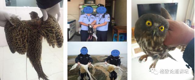 捡到受伤的鸟是好事吗,捡到受伤的鸟联系哪个部门救助