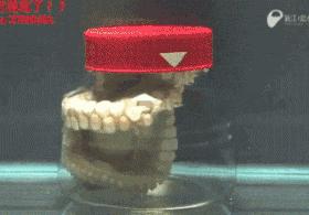 为什么把章鱼称作外星生物,章鱼是寒武纪生物吗