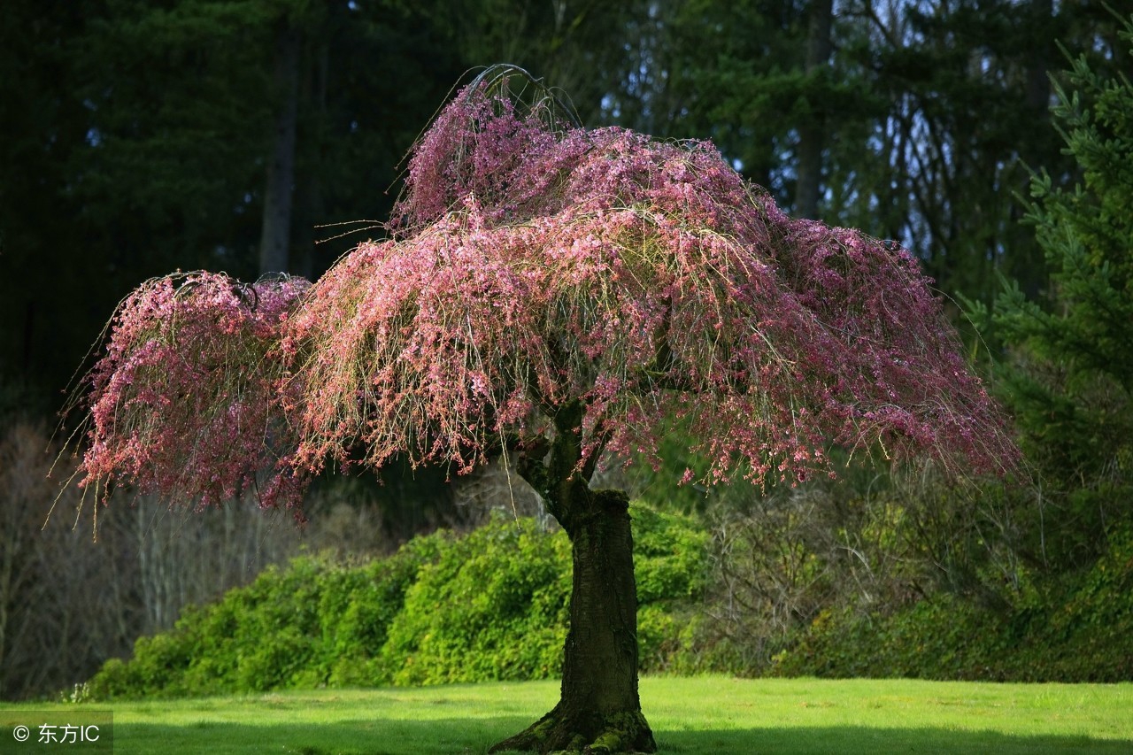 宋词精选三百章全文阅读1126章,颜渊山庄宋词精选三百章全文阅读
