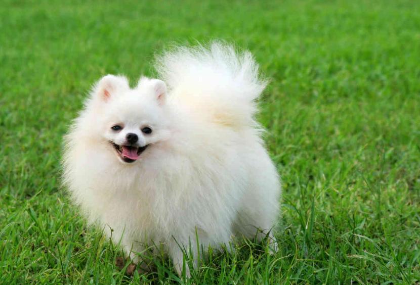 现在什么小型犬最便宜,不考虑价格哪种小型犬比较好