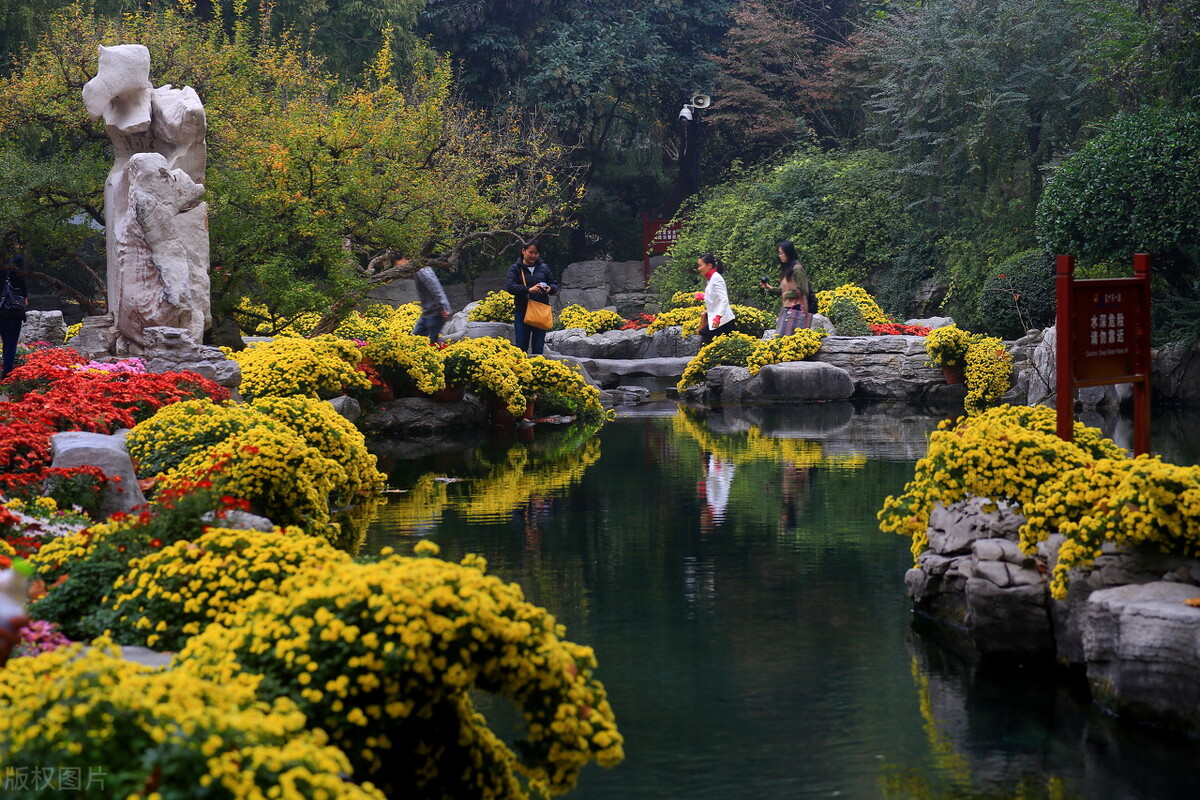 重阳节赏菊花的介绍,赏菊打卡好去处
