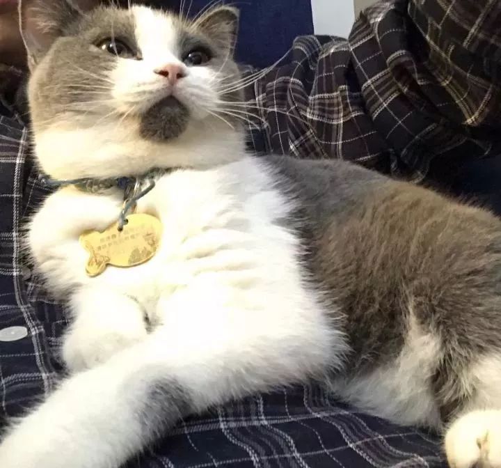 宠物生病前10个征兆,当宠物突然出现怪异行为