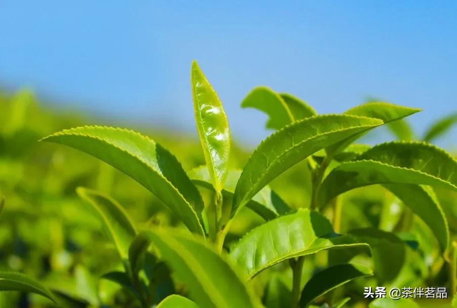 贵州茶讲解,贵州茶有哪些特色