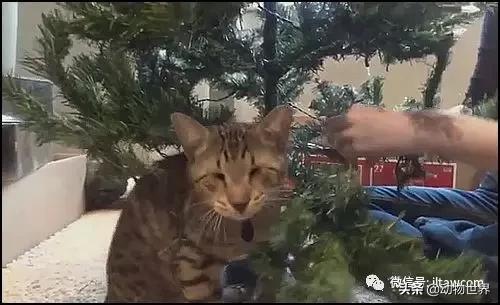 世界各国国宝级动物,世界各地的名贵动物