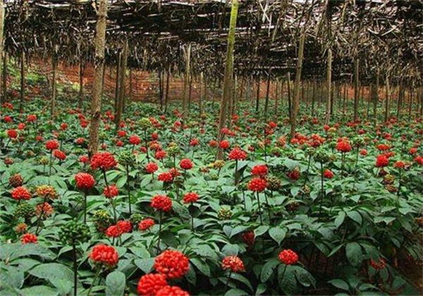 云南白药三七种植,云南三七与云南白药有什么区别