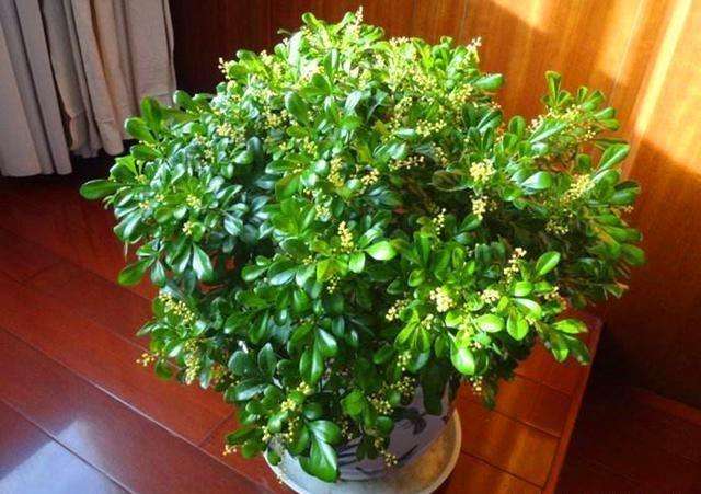 米兰花刚买回来掉叶子怎么回事,米兰花刚买回来掉叶子怎么办