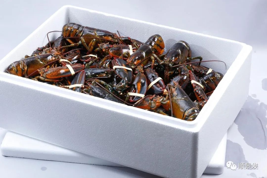 海捕船冻和鲜活船冻区别在哪里,熟冻海鲜跟冷冻海鲜有什么区别