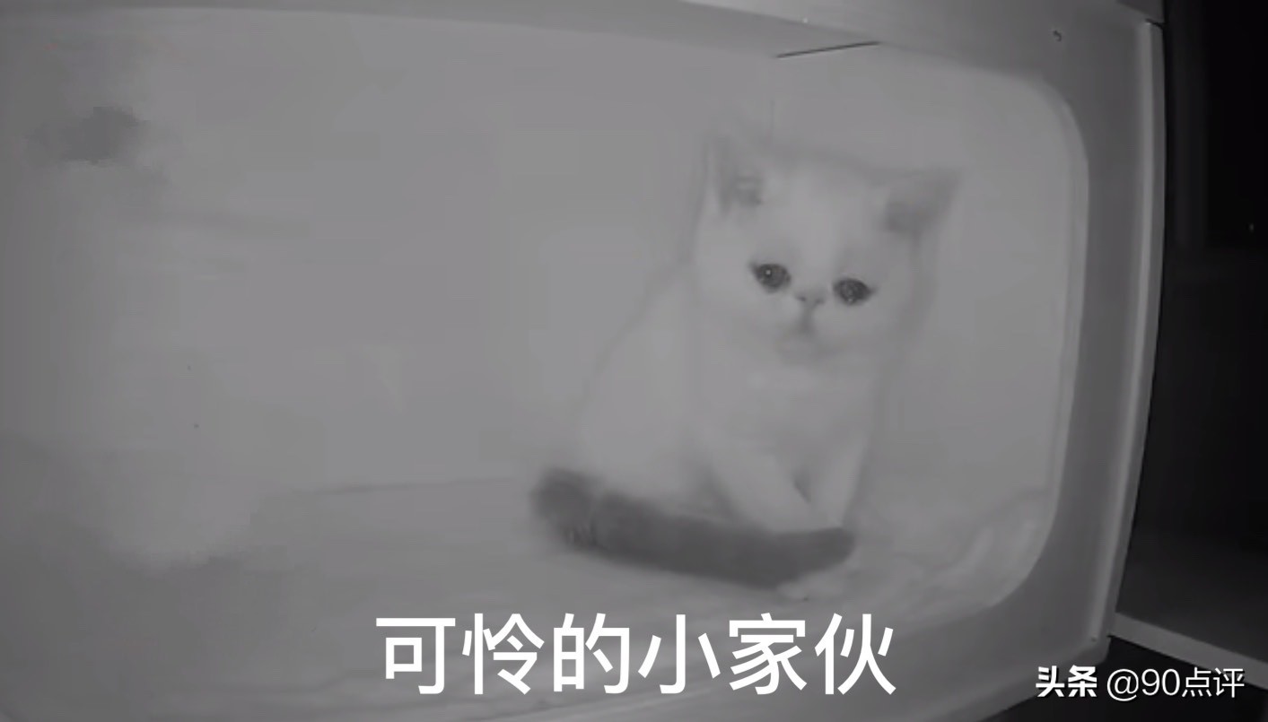 辽宁：小猫的兄弟姐妹被抱走，孤独的它落泪了，网友见之很心疼