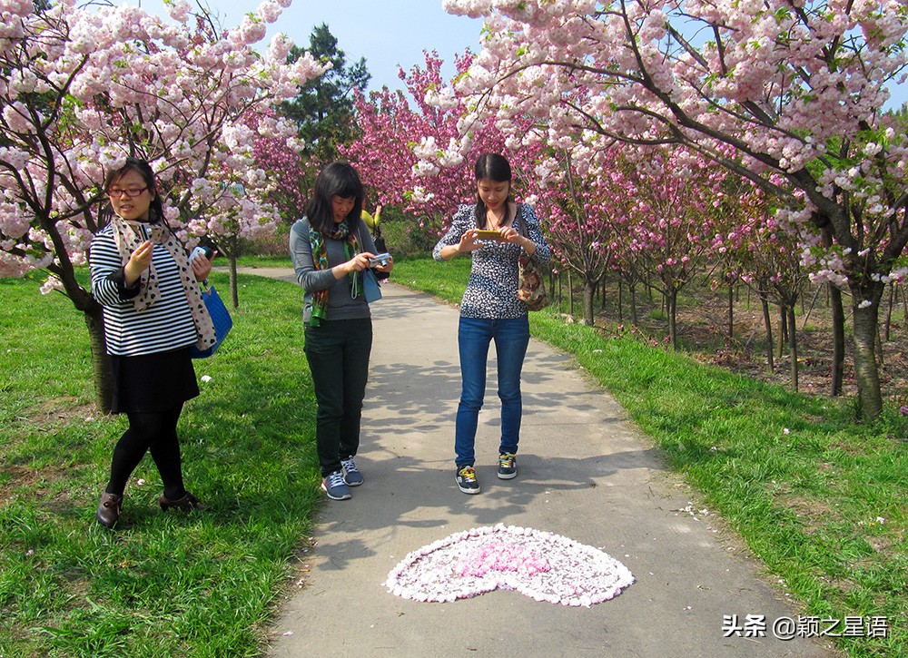 十里樱花十里尘,十五个赏樱地,赴一场樱花之恋