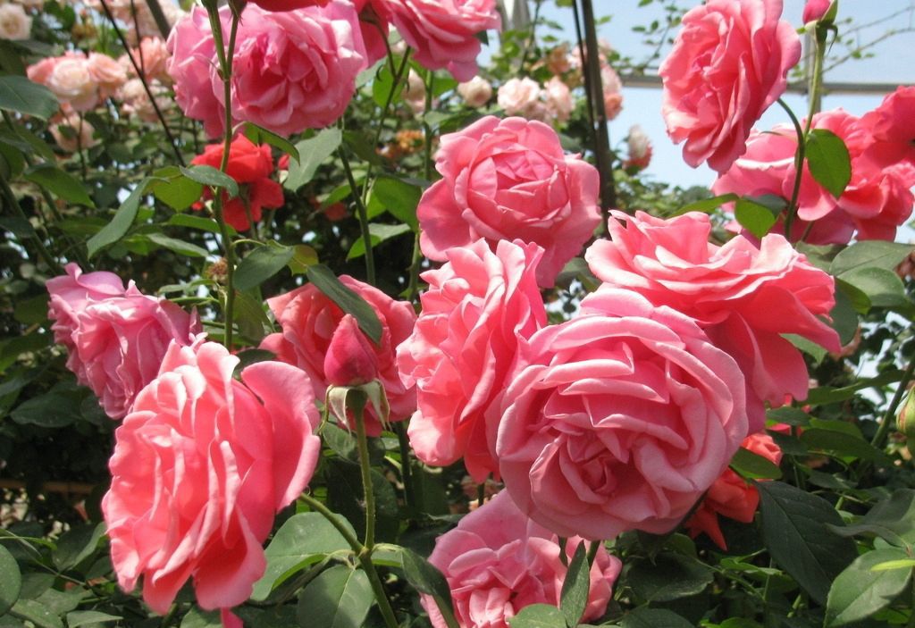 月季嫩叶打卷老叶正常是怎么回事,月季叶片褶皱打卷是什么原因