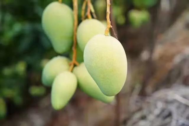 增强碱性体质的蔬菜水果有哪些,夏天再没钱也必吃的五种碱性水果