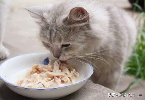 猫咪严重挑食怎么纠正,猫咪不怎么吃猫粮挑食怎么办