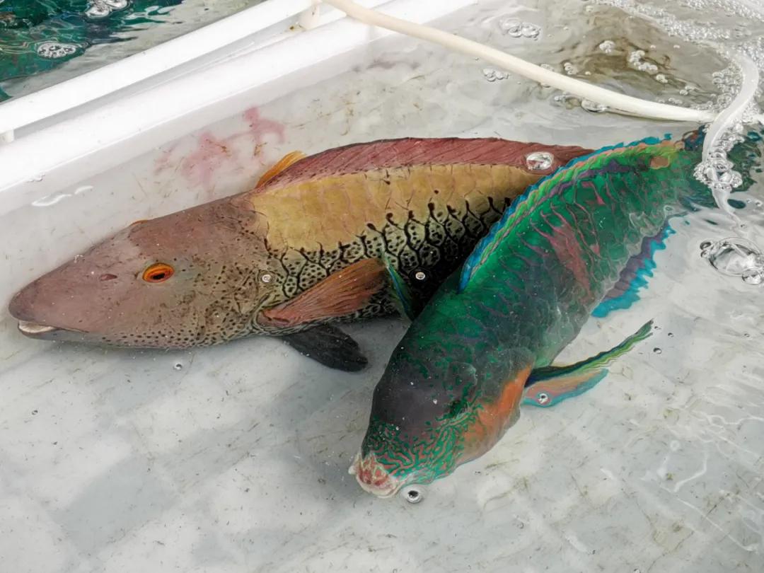 开海季都有什么海鲜,开海了这些生猛海鲜