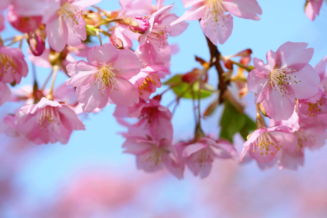 小众赏樱胜地,魔都赏樱旅游攻略