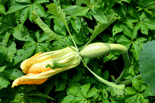 西葫芦结果就腐烂啥原因,西葫芦化瓜的原因及防治