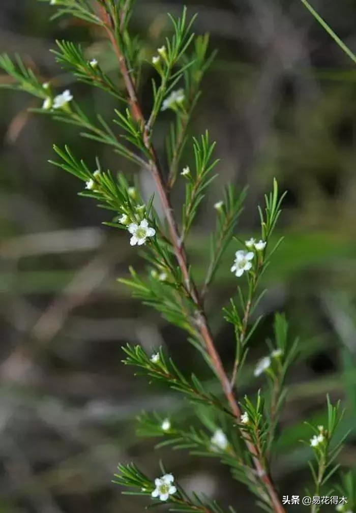 岗松有几个品种,岗松盆景的寓意是什么