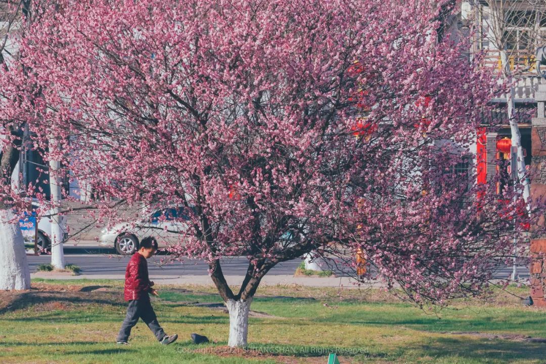 南京赏梅花的绝佳位置,南京赏梅花的最佳地方