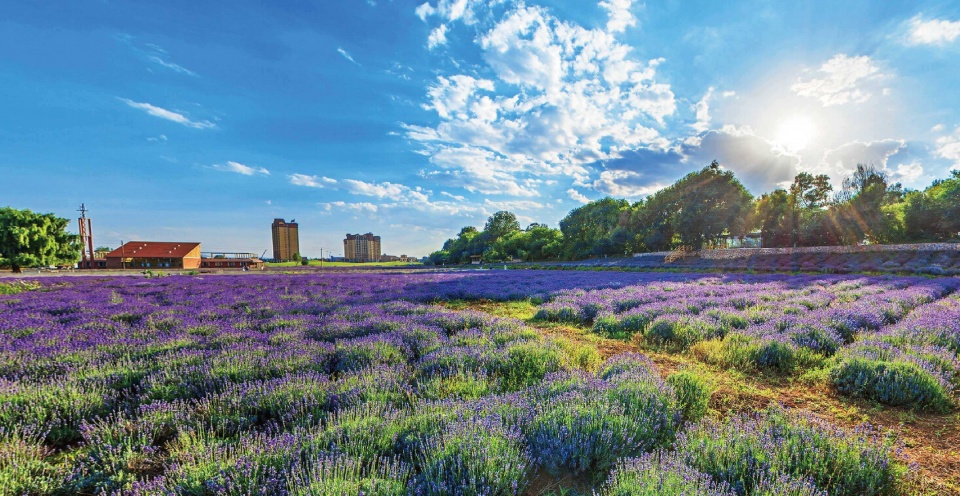 薰衣草精油是怎么用的呢,伊帕尔汗薰衣草精油的正确用法