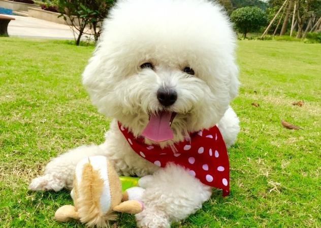 训练比熊用什么东西做奖励,训练比熊狗狗全部技能