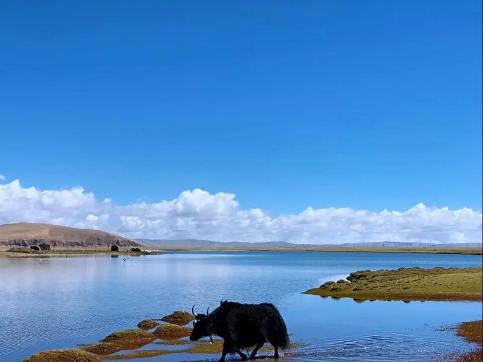 补阴虚的代茶饮方,补阴补阳两味药搭配