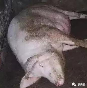 母猪产后瘫痪如何防治,母猪产后瘫痪