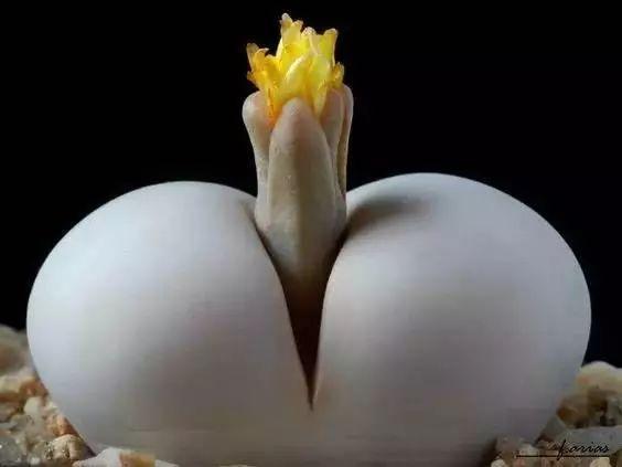 多肉生石花好看视频,多肉生石花开图