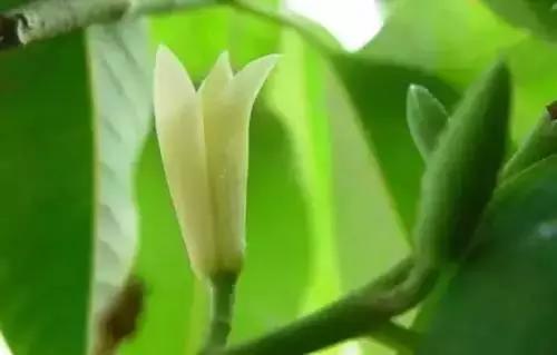 河南城市的市花有哪些花,全国56市市花图片