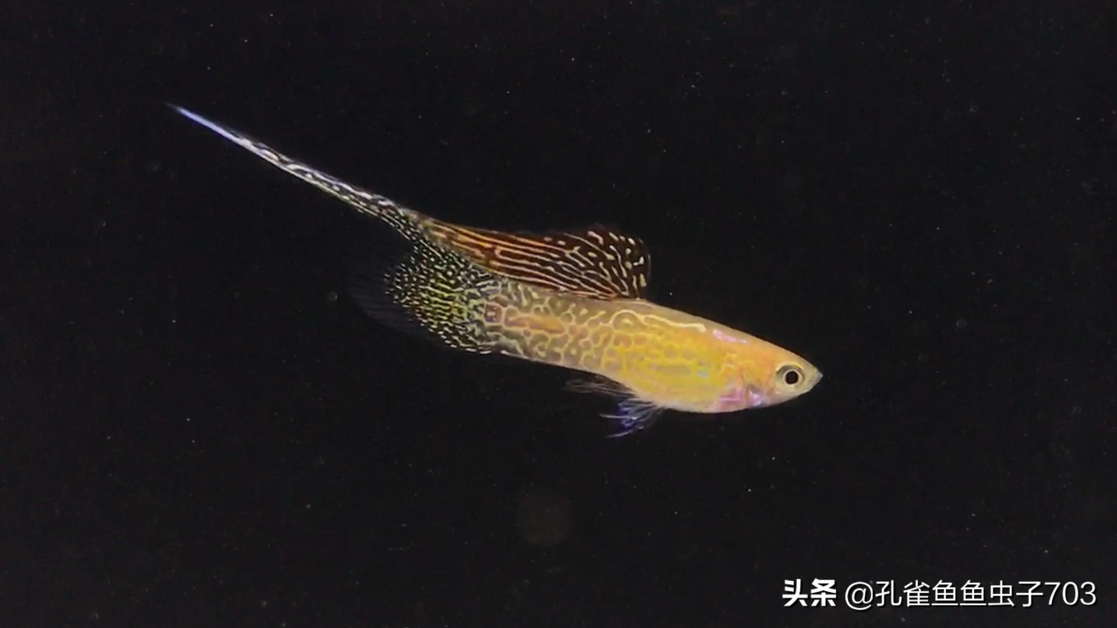 孔雀鱼什么时间配对,孔雀鱼最佳配对