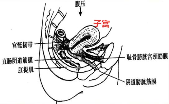 77岁老人子宫脱落的概率,难言之隐的病