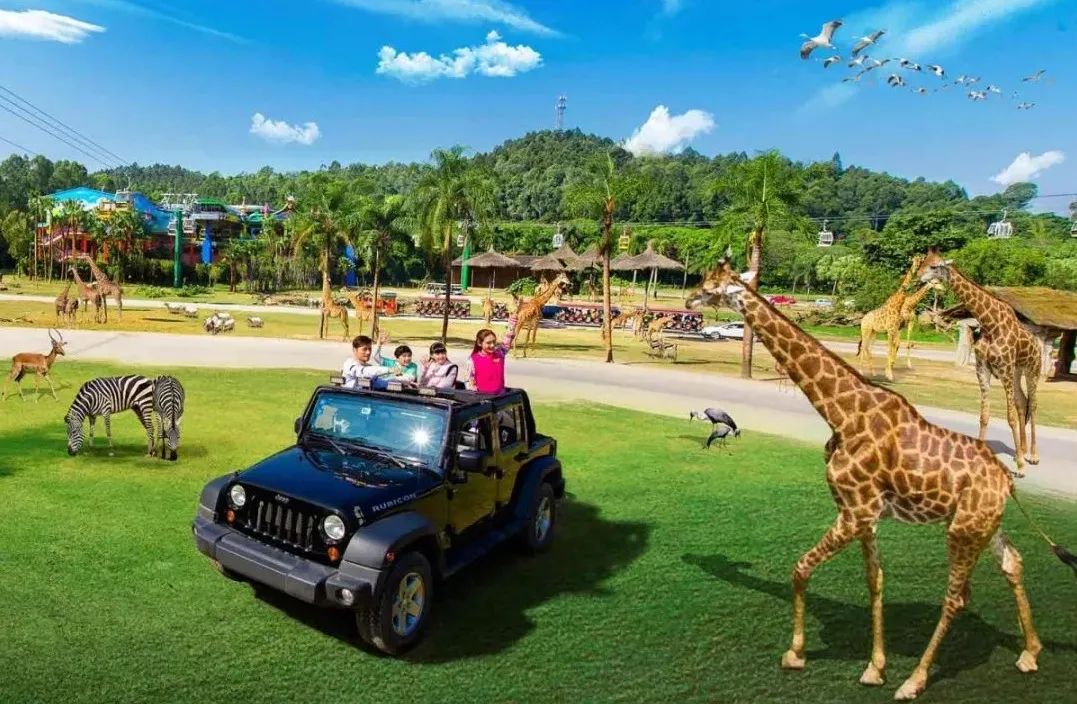 长隆野生动物世界暑假攻略,广州长隆野生动物园亲子一日游攻略