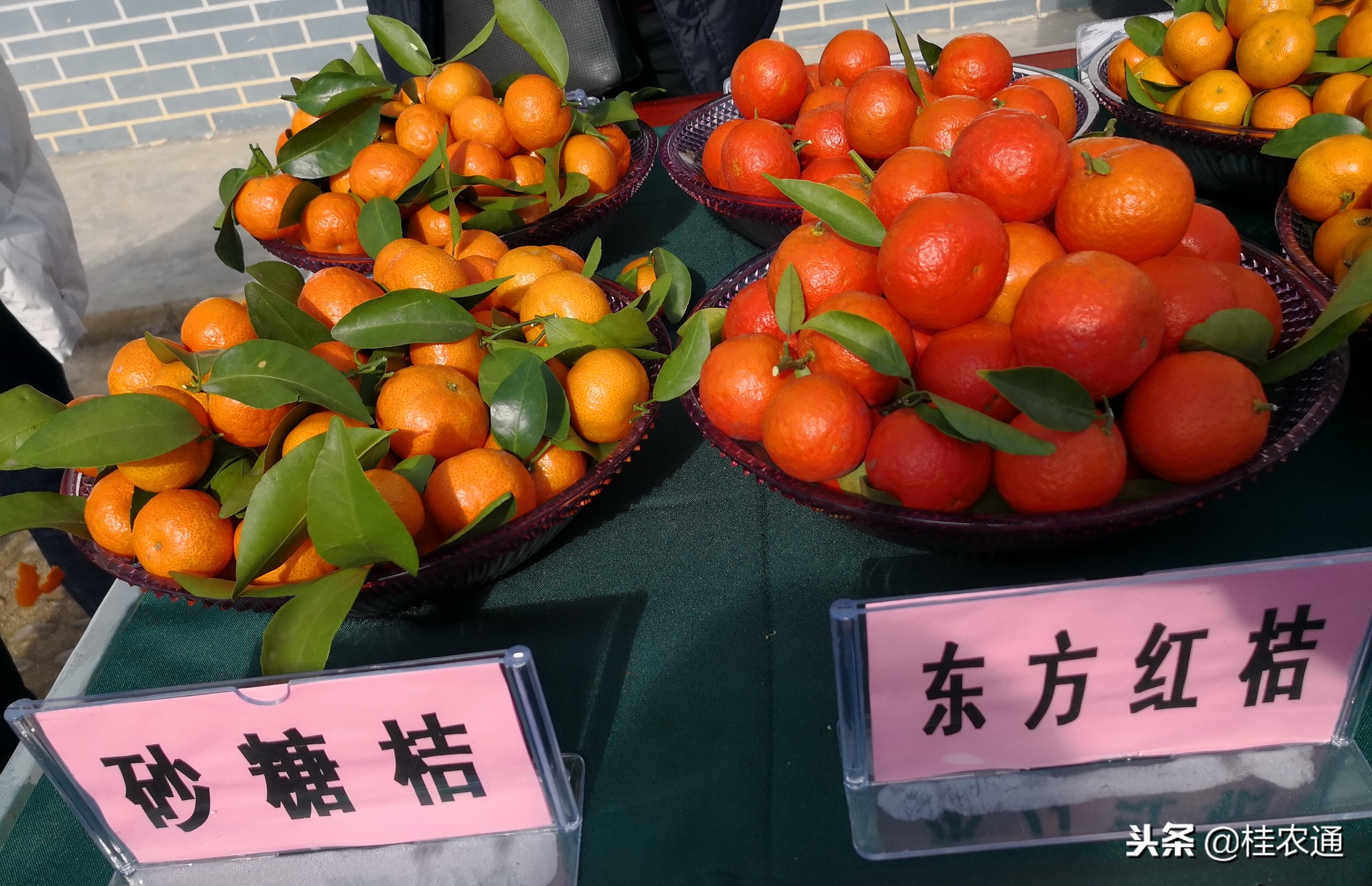 广西水果连续5年全国第一,广西水果产量居全国第一