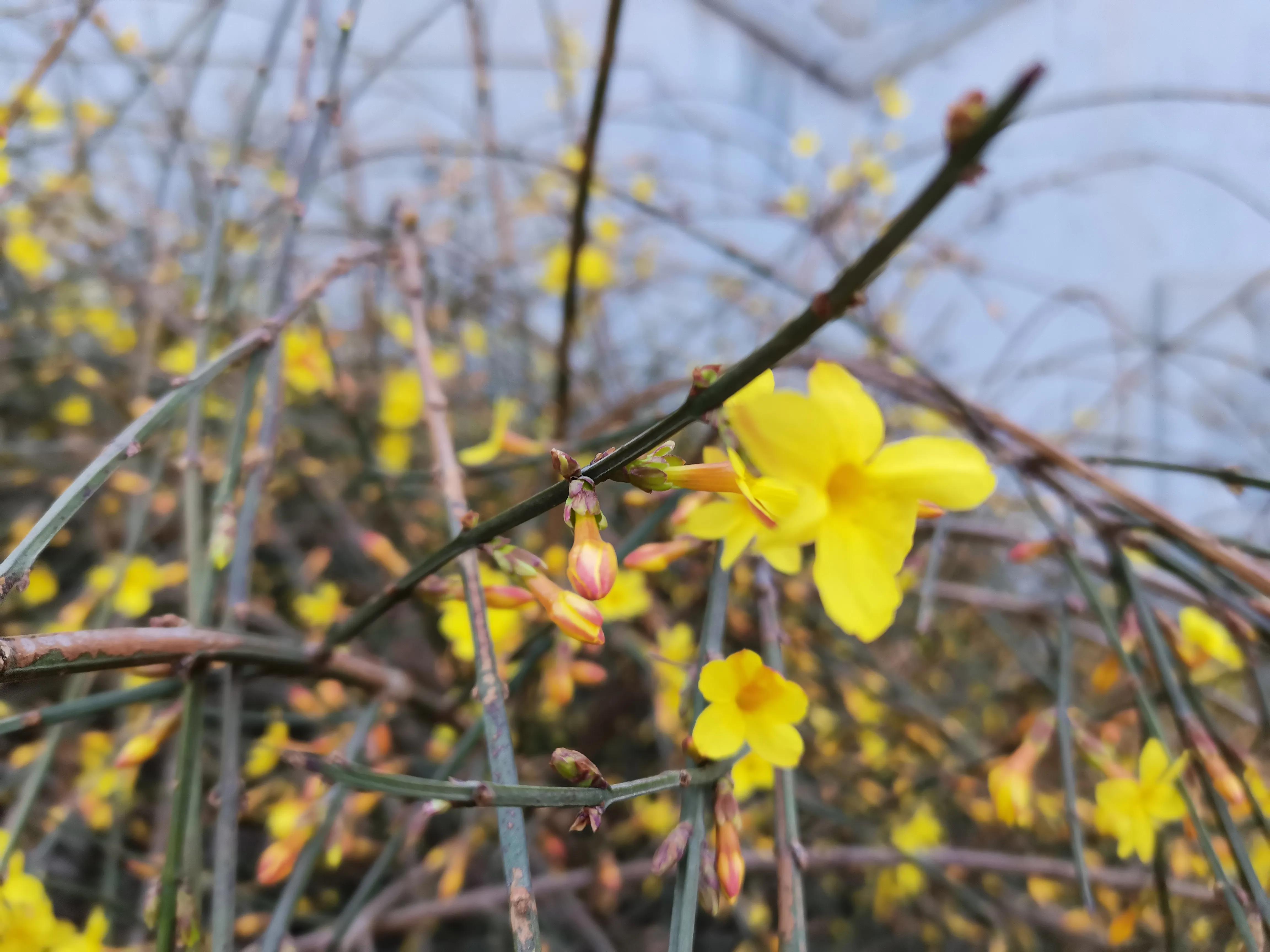 鏄ュ瘨鏂欏抄涔嶆殩杩樺瘨璇楀彞,涔嶆殩杩樺瘨鏄ュ瘨鏂欏抄璇楀彞