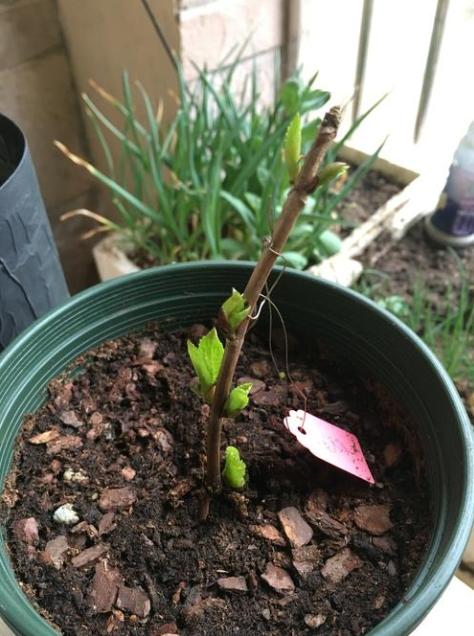 春季绣球怎么养护最好,绣球花的春天怎么养护