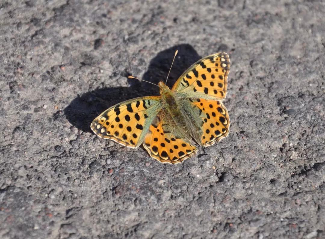 *疆新**的蝴蝶，惊世骇俗