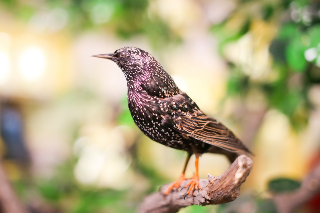 鸟类都会飞往南方过冬吗,鸟类全球迁徙
