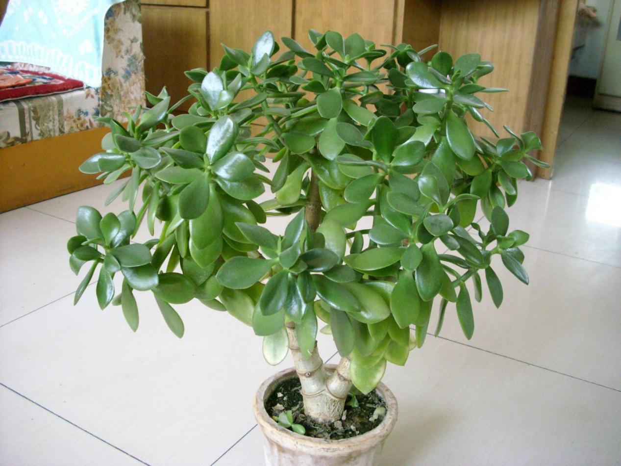 花盆土盐碱化怎么办,解决盆栽土壤盐碱化的有效措施