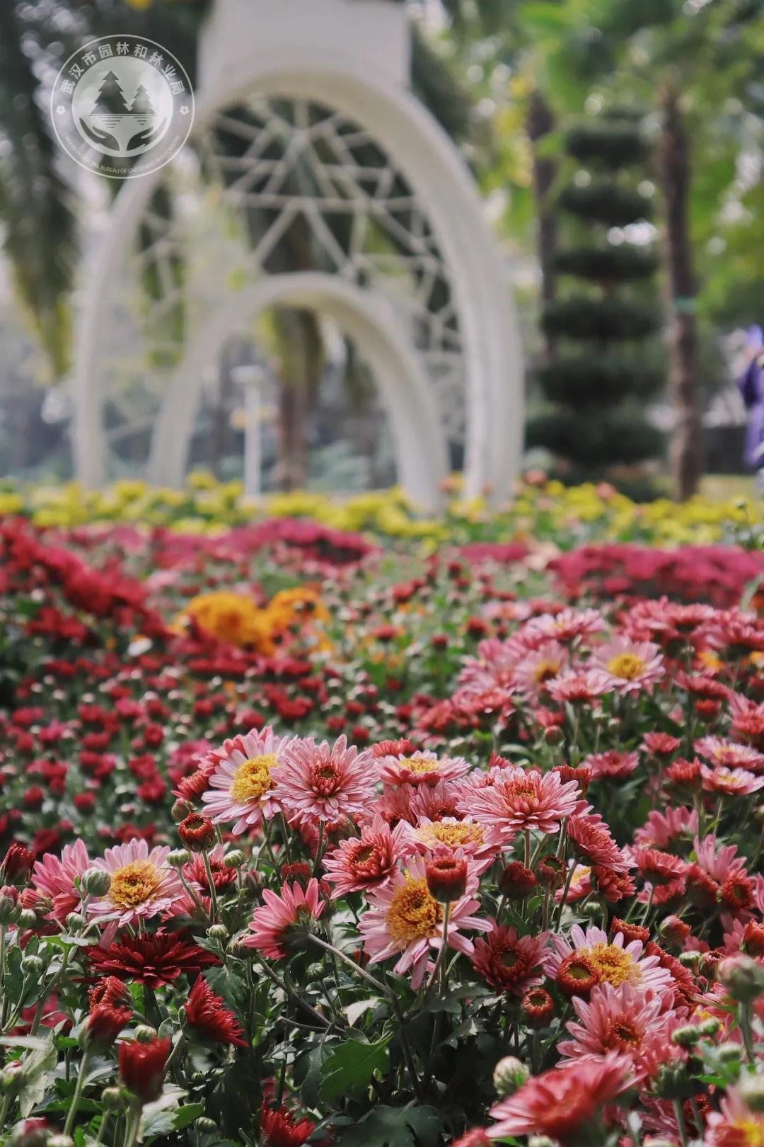 金秋时节菊展赏菊,趁着周末逛菊展