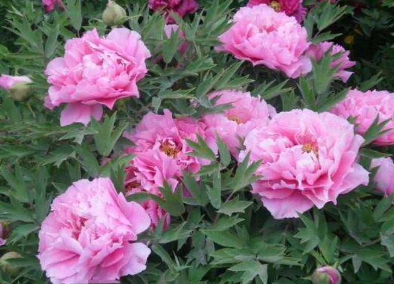 春天刚出芽的芍药怎样管理,芍药春天花前怎样管理