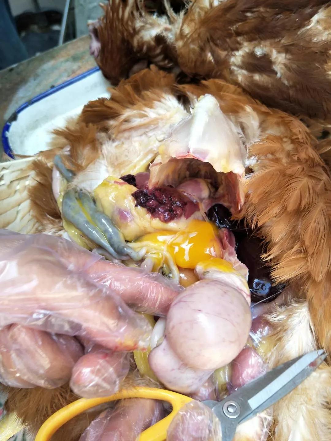 鸡热中暑怎么防治,高温对鸡有什么危害