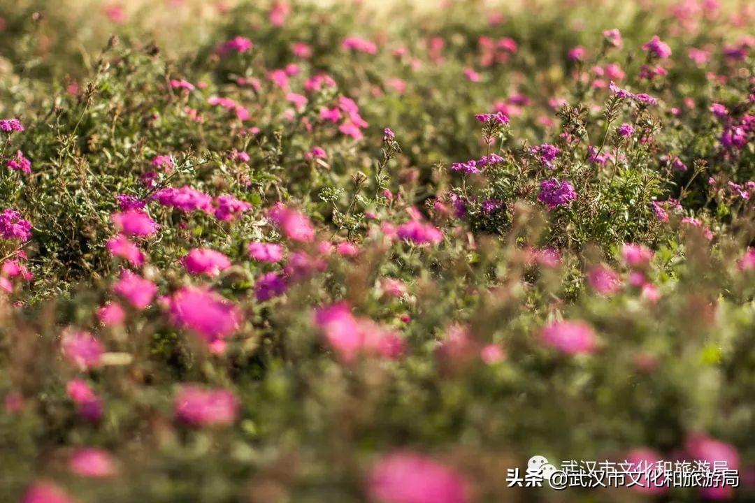 武汉长江二桥江滩公园,武汉杨泗港长江大桥篮球公园