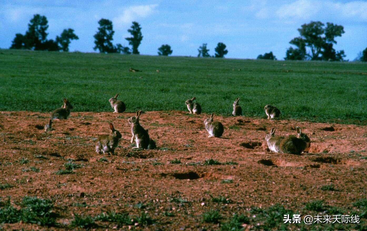 “人兔大战”澳洲完败，上百亿只野兔真的吃不完