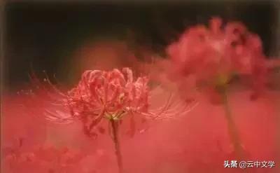 花语大全100种花图片,100种花的花语太全了