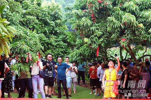 又是一年荔枝红全诗,又是一年一度荔枝成熟的季节