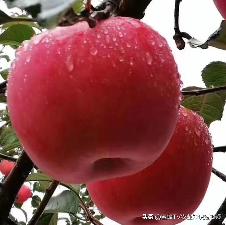 作物转色增甜期，如何管理才能着色均匀，果实甜，卖出好价钱？